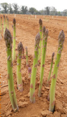 Asparagus Shoots ready for Picking