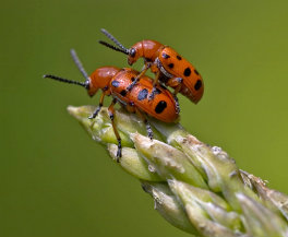 Asparagus beetles mating