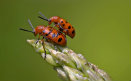 Asparagus Beetles mating