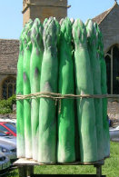 Giant Round of Asparagus made of polystyrene