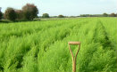 Asparagus growing in field