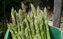 Freshly harvested asparagus