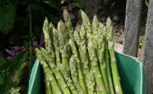 Freshly Harvested Asparagus
