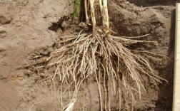 Roots of Growing Asparagus