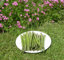 Asparagus in the Spring