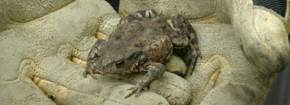 Toad