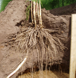 Long asparagus roots
