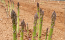 Asparagus Tips Growing in Field