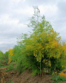 Large Asparagus Fern