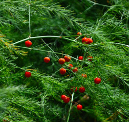 Berries on female asparagus plants