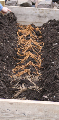 Asparagus Crowns ready to cover with soil