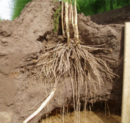 Asparagus Roots growing