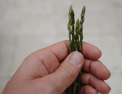 Wild Asparagus