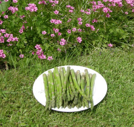 Raw asparagus on plate in the garden