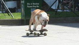 Skating Dog