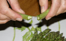 Preparing Asparagus to Steam