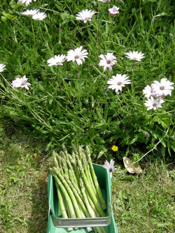 Asparagus in the Spring