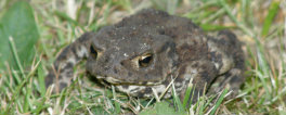 Toad on slug patrol