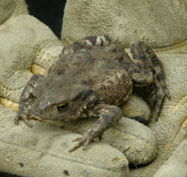 Toad great for eating slugs