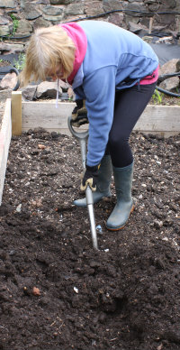 Digging a trench to plant asparagus