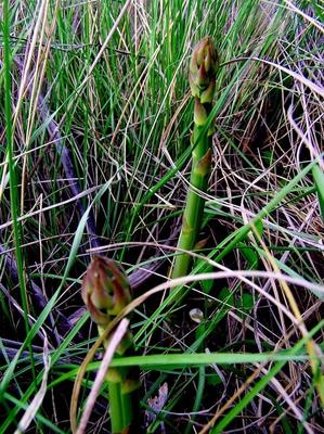 Wild Asparagus